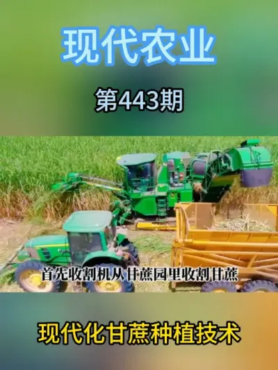 现代化甘蔗种植技术 #甘蔗种植 #种植技术 #现代化农业 #种植机 #覆土机