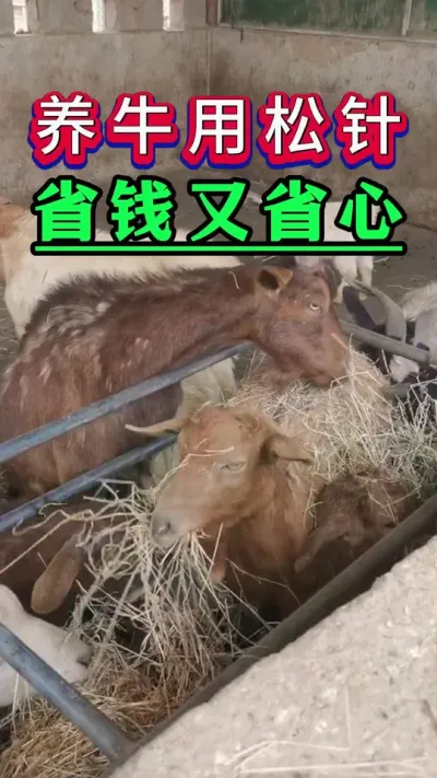 养牛用松针省钱又省心#新手养牛#养牛#牛羊养殖