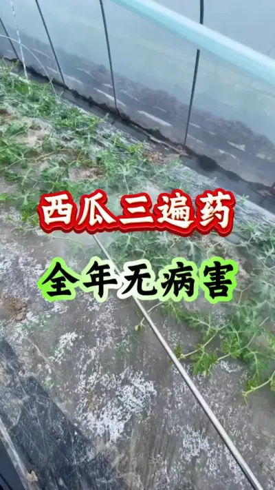 西瓜种植 西瓜三遍药全年无病害#西瓜种植#西瓜管理 #西瓜高产 #病害防治