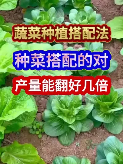 蔬菜种植搭配法种菜搭配的对产量能翻好几倍 #蔬菜种植 #农业种植 #种植小技巧 #三农 #分享农业知识帮农民增产增收