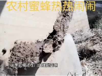 #农村 #谌蜜，#蜜蜂 ，今天格外热闹，什么情况。@抖音小助手 @DOU+小助手