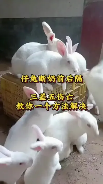 仔兔断奶前后，隔三差五出现伤亡，教你一招解决 #兔子 #养兔人 #肉兔养殖 #养兔技术分享 #养兔子注意事项