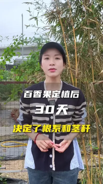 百香果&ldquo;宝宝&rdquo;定植以后应该喂什么营养？#百香果 #百香果种植技术 #三农