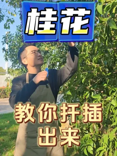三步教你扦插桂花！ #养花  #桂花  #扦插