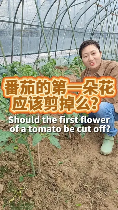 番茄的第一穗花要不要剪掉？ 番茄开花以后要忙些啥呢？#我的小菜园 #番茄种植 #种植小技巧 #阳台种菜 #我爱种菜