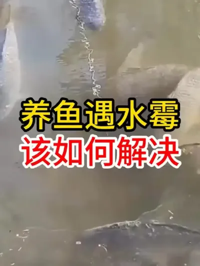养鱼遇见水霉病该如何解决 #水产养殖 #养鱼 #农村创业养殖水产养殖 #鱼塘 #养鱼人