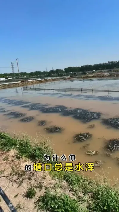 为什么你塘口的水浑总是反反复复，水也调不清。#螃蟹养殖 #鱼虾蟹养殖 #河蟹养殖 #三农 #粪净肽@DOU+小助手