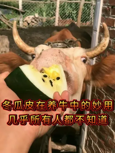 冬瓜皮在养牛中妙用 #三农养殖 #养牛人 #养殖技术 #科学养殖