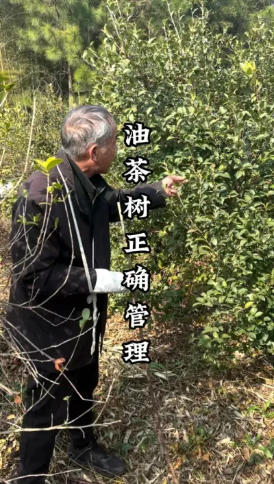 油茶树的管理，结果以后一两年为啥果子越来越少？不要进入误区！ #油茶树种植 #油茶树管理 #油茶树修剪 #农业种植 #种果树的苏老师