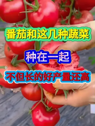 番茄和这几种蔬菜种在一起不但长的好产量还特别高 #番茄种植 #农业种植 #种植小技巧 #西红柿种植 #服务三农支持三农