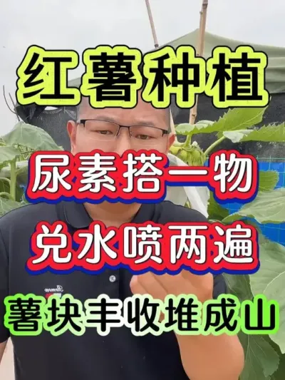 尿素搭一物兑水喷两遍薯块丰收堆成山 #红薯 #红薯种植 #红薯高产种植 #红薯高产 #红薯种植技术