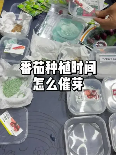 西红柿催芽方法，最佳育苗时间 