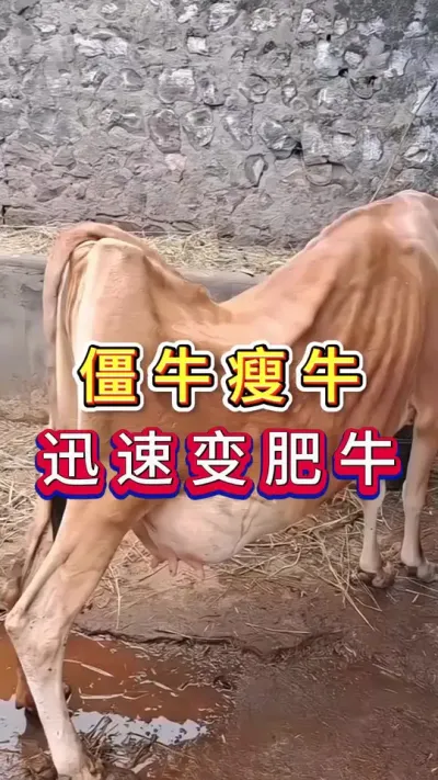 教你一招瘦牛变肥牛#养牛人#三农#养牛#养殖