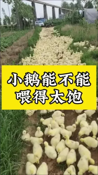 小鹅不能吃太饱了 #科学养鹅 #养鹅人 #禽病技术指导 #养殖技术交流 #肉鹅