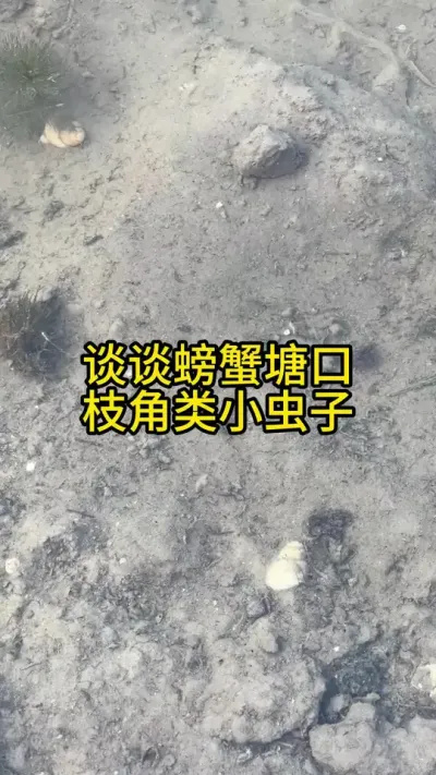 谈谈枝角类小白虫对螃蟹塘口有什么影响！！！！ #渔多多养殖模式 #河蟹养殖 #新农人计划2024 #三农 #水产养殖