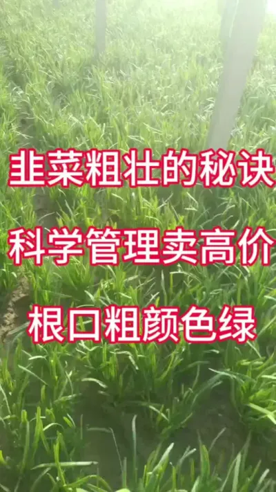 韭菜粗壮的秘诀，科学管理卖高价，根口粗颜色绿。#韭菜种植方法 #韭菜种植 #韭菜管理 #韭菜高产 #韭菜施什么肥根粗