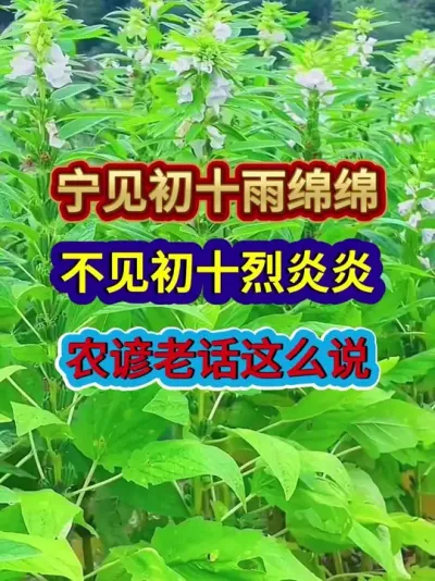 宁见初十雨绵绵不见初十烈炎炎农谚老话这么说 #农业谚语 #农业种植 #农谚 #农谚老话 #三农