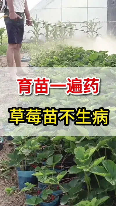 草莓育苗打好这遍药，草莓全年不生病#育苗#三农