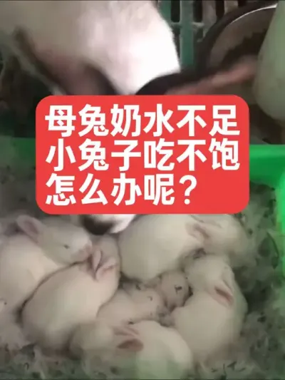 母兔奶水不足，小兔子吃不饱怎么办呢？ #兔子#养兔子#养殖#三农#养兔人