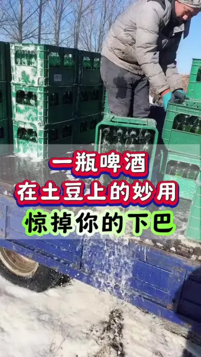 一瓶啤酒在土豆上的妙用惊掉你的下巴#土豆种植#洋芋种植#土豆高产种植 #马铃薯种植