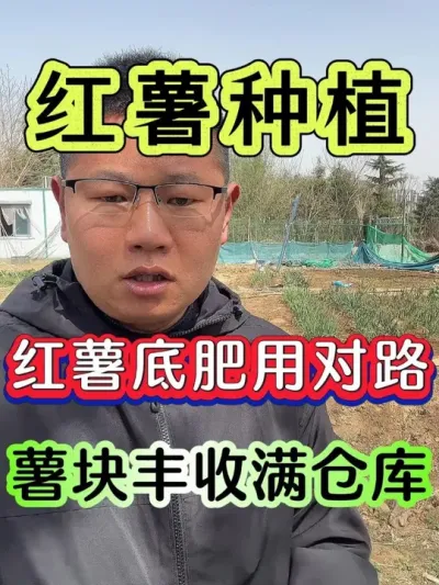 红薯底肥用对路薯块丰收满仓库 #红薯 #红薯种植 #红薯高产种植 #红薯种植技术 #红薯高产