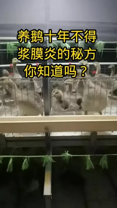 #养鹅技术分享 #科学养殖 #肉鹅养殖 #养鹅小妙招