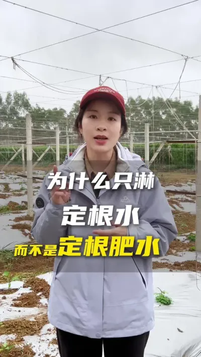 百香果刚下种淋定根水！不是定根肥！#百香果种植技术#百香果#抖音助农