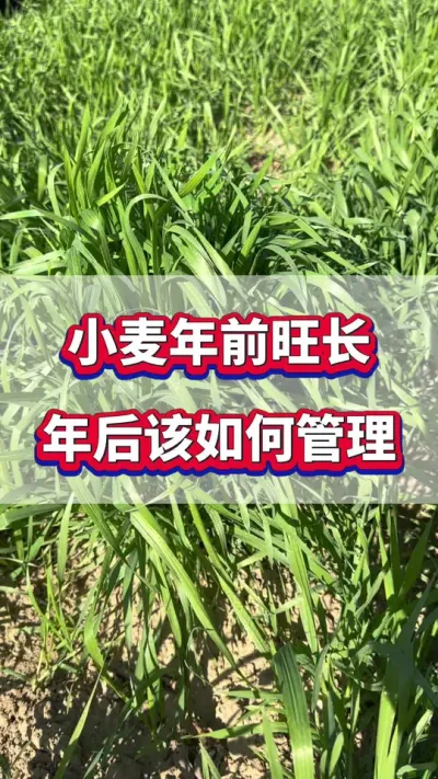 今年小麦年前旺长，年后该如何管理？#小麦种植  #小麦种植管理技术  #小麦旺长  #小麦高产