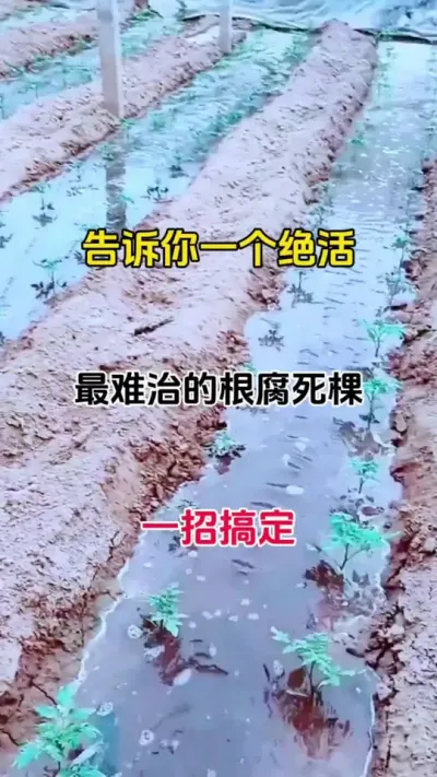 根腐不预防，辛苦全白忙#根腐病怎么治 #番茄种植 #根腐病防治 #农业种植