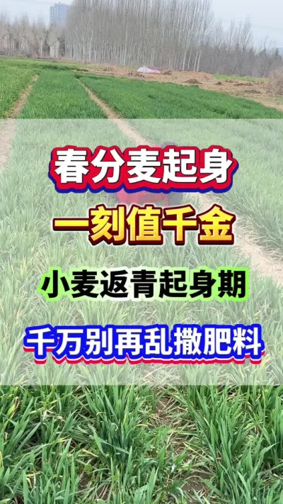 春分麦起身，一刻值千金！小麦返青起身期，千万别再撒肥料了！#小麦种植  #小麦高产  #小麦追肥  #小麦种植管理技术