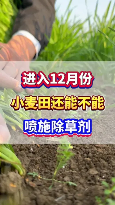 进入12月份，小麦还能不能喷施除草剂？#小麦种植 #小麦除草 #小麦种植管理技术 #农业种植  #小麦种植
