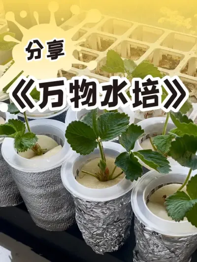 佛系-水培植物特有的魅力 好玩的种植模式，学习专业水培知识请找@水培先生  #水培植物 #草莓种植技巧#记录我的种植生活 #dou来一起种草莓