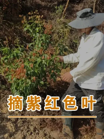 像这种紫红色的荔枝嫩叶要摘掉#广西灵山荔枝果苗#农业创业#抖音新农人计划2025#吕老师种果苗