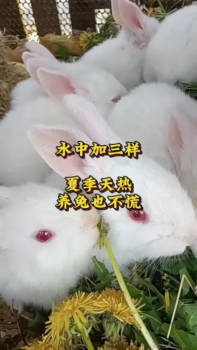 水中加三样，夏季养兔天热也不怕 #兔子  #新手养兔  #肉兔养殖  #养兔人