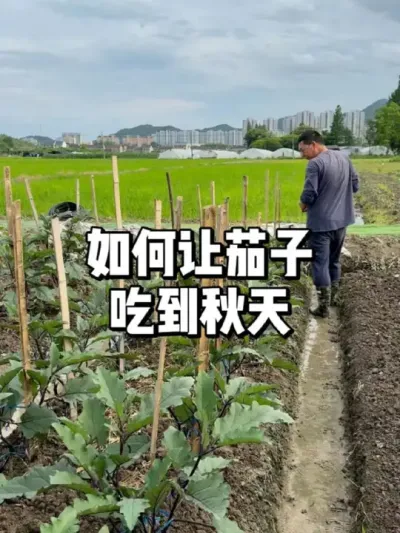 茄子从采收期开始怎么去管理，让茄子吃到秋天 
