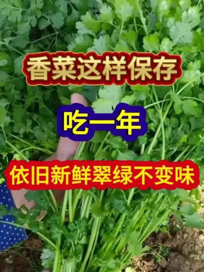 香菜这样保存吃一年依旧新鲜翠绿不变味 #香菜保存 #香菜储存方法 #香菜种植 #农业种植 #分享农业知识帮农民增产增收