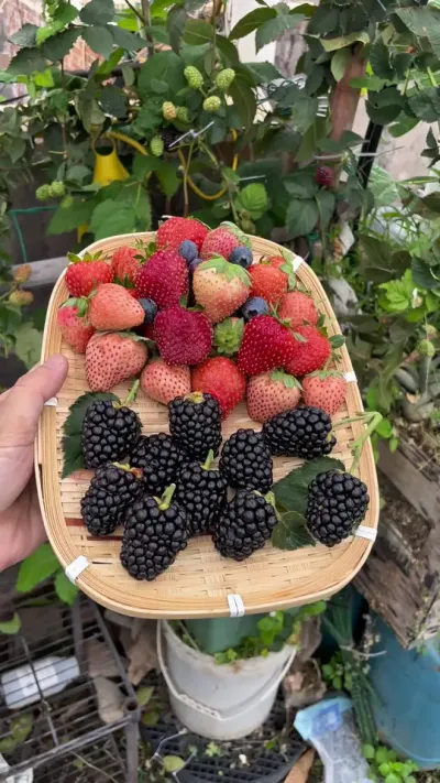 草莓蓝莓大黑莓同框 大黑莓高产，几天又有的摘，草莓糖度依旧在线。蓝莓一窍不通，看来要找个师傅好好学习下🤣#盆栽草莓苗 #绿色生态农业 #黑莓树莓 #三农 #记录我的种植生活