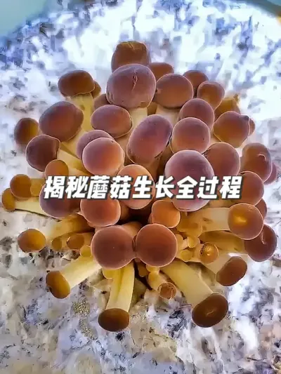 揭秘蘑菇生长过程，不同品种不同形态，还有简单易学的培育方法 #种植小技巧 #园艺小妙招 #蘑菇种植 #小妙招