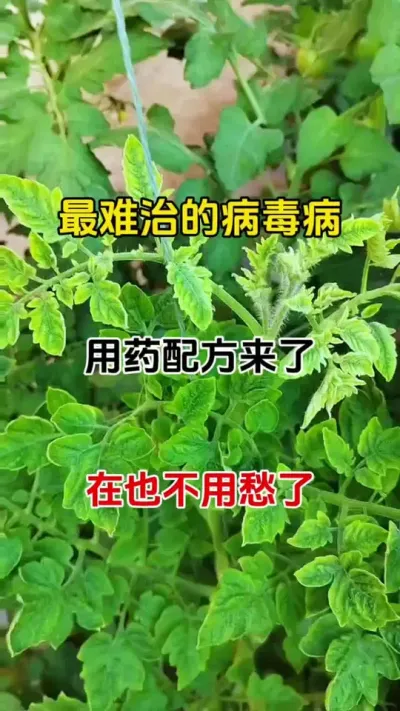 病毒病不用怕，一个配方搞定它#病毒病防治 #三农种植 #番茄病毒病