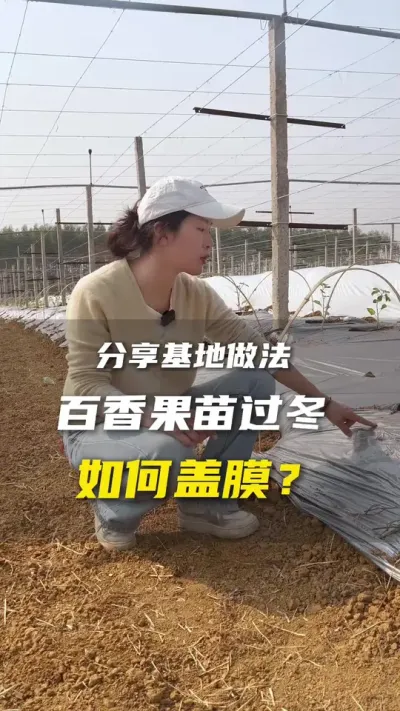 我们基地的百香果冬种是怎么盖膜的？#百香果 #百香果种植技术 #抖音助农