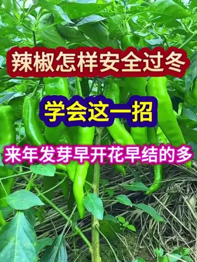 辣椒怎样安全过冬学会这一招来年发芽早开花早结的多 #辣椒种植 #辣椒过冬 #农业种植 #三农 #分享农业知识帮农民增产增收