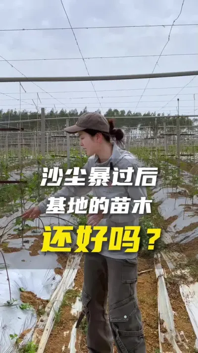 这两年的极端天气越来越多，各位果友不止要注意苗木质量也要注意自己基地的各个设施。希望大家种植顺利，丰收！#百香果 #农业天气 #三农