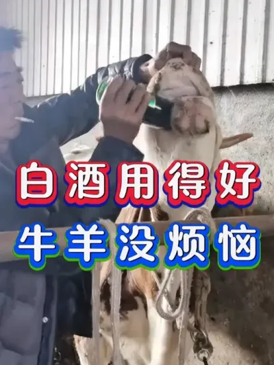 #养殖#养牛人#三农#养牛