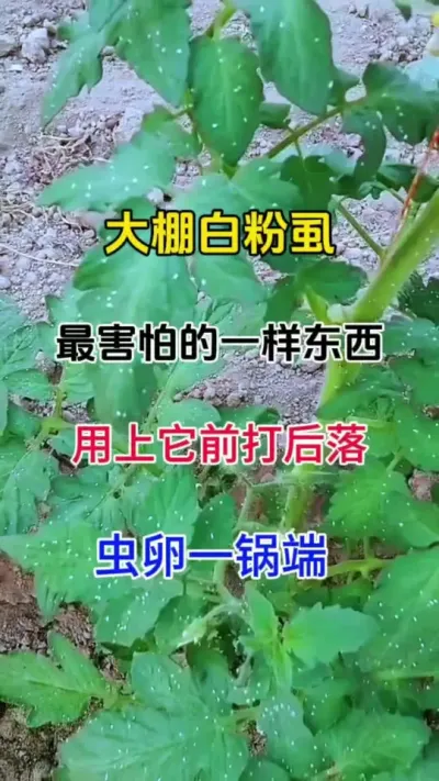 白粉虱难打，教你一招，轻松搞定，虫卵一锅端#灭虫小妙招 #病虫害防治 #番茄种植