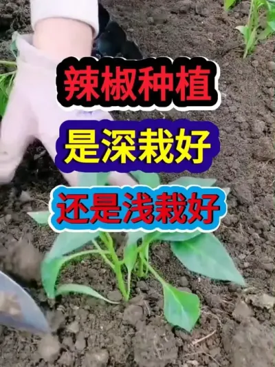 辣椒种植是深栽好还是浅栽好 #辣椒种植 #种植小技巧 #服务三农支持三农 #农业种植 #种植小技巧