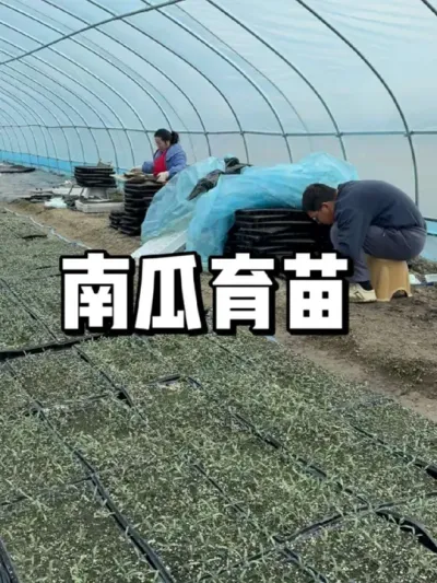 南瓜什么时候育苗，南瓜育苗方法 #种植 #农业种植 #三农 #种菜