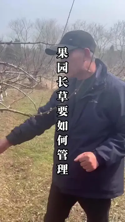 果园长草，要不要清理？什么时候清理？今天说一下！ #果树种植 #果园管理 #桃树种植 #种果树的苏老师
