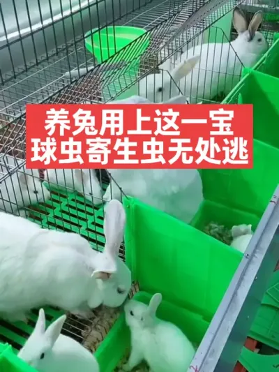 养兔用上这一宝，球虫寄生虫无处逃 #兔子#养殖#三农#养兔#养兔人