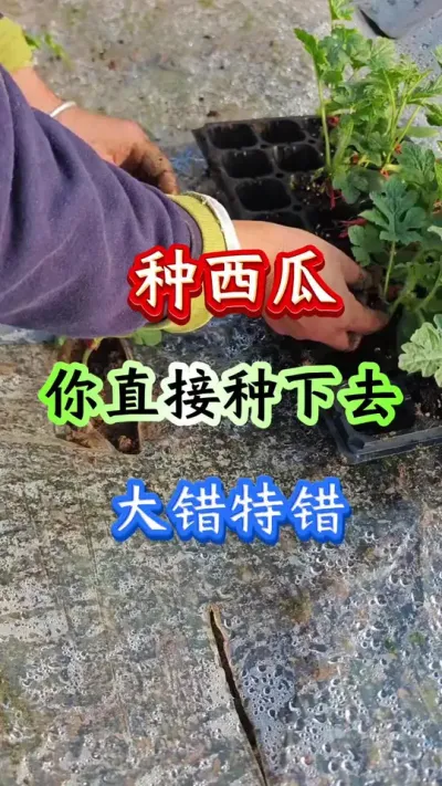 西瓜种植 种西瓜如果说你直接种下去大错特错#西瓜种植#西瓜管理 #早春西瓜