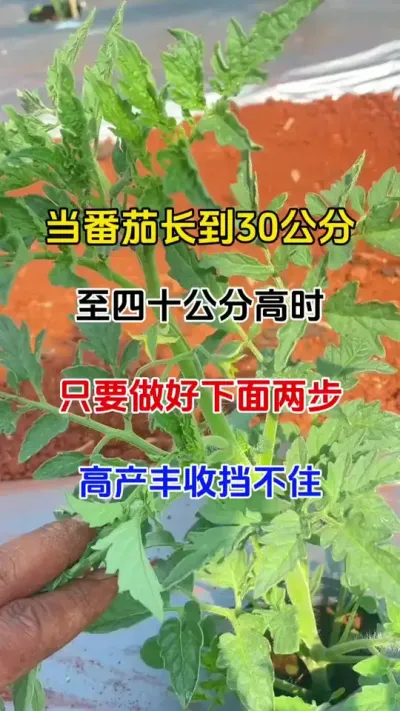当番茄长到30公分到40公分高时，做好这下面两步工作，高产丰收挡不住#番茄种植 #病害防治 #番茄打杈 #抖音助农